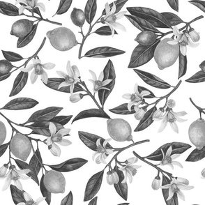 Lemon branches with blossoms and fruit, monochrome on white