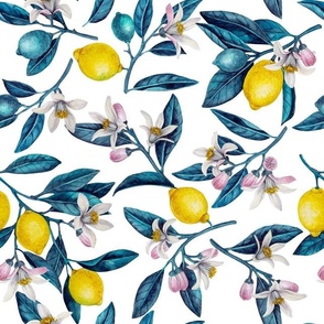 Lemon branches with blossoms and fruit, blue leaves on white