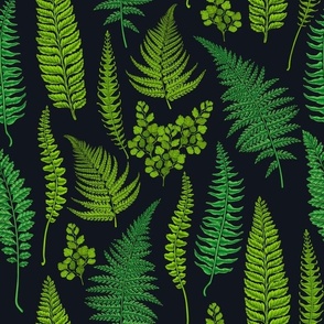 Ferns