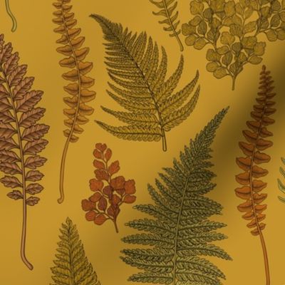 Ferns on  mustard