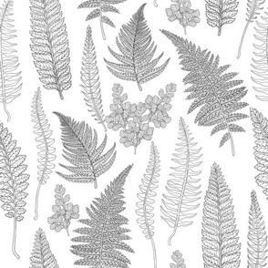 Ferns in black and white