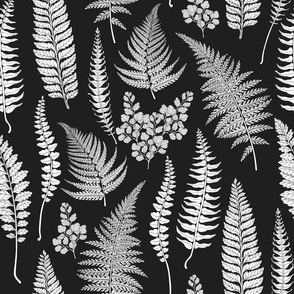 Ferns in black and white 2