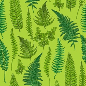 Ferns on lime green