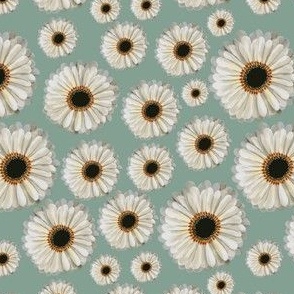 field of daisies vintage