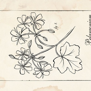 Vintage Plate Geranium Sketch - Tea Towel / Wall Hanging