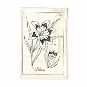 Vintage Plate Lily Sketch - Tea Towel / Wall Hanging