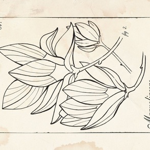 Vintage Magnolia Sketch Tea Towel / Wall Hanging
