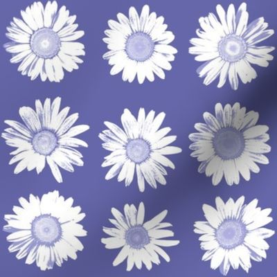 daisies on periwinkle