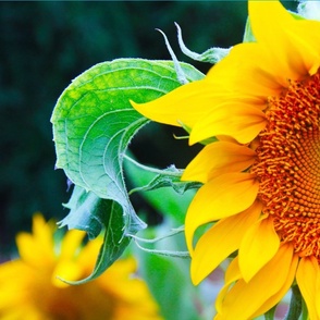Big Sunflower and bee