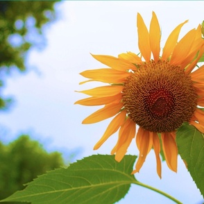 Sunny Sunflower