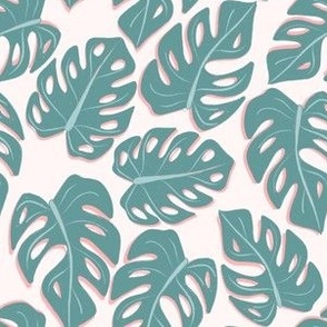 Monstera - Plain background