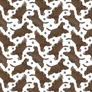 Trotting chocolate tailed Cocker Spaniels and paw prints - white