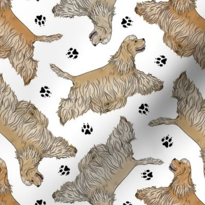 Trotting buff tailed Cocker Spaniels and paw prints - white