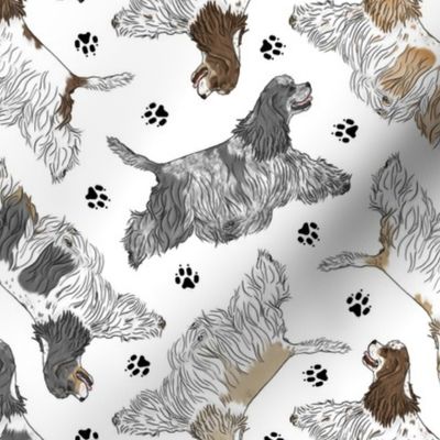 Trotting parti tailed Cocker Spaniels and paw prints - white