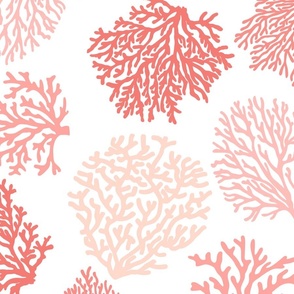 coral coral