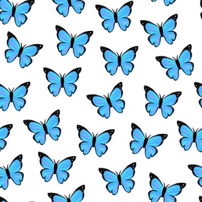 Blue morpho butterfly with white background (medium version)