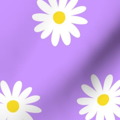 Simple white daisy flowers with purple lilac background (medium size version)