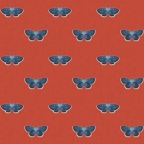 small blue butterflies_summer fig red
