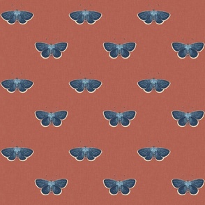 small blue butterflies_aragon earth red