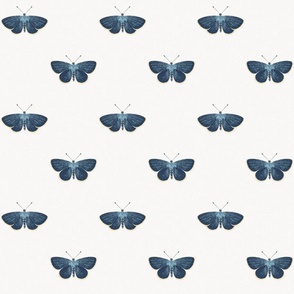 small blue butterflies_natural