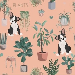 Boston terrier dogs and indoor plants