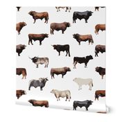 cows like Holstein, Aberdeen, Brown Swiss, Highlands, and Brangus.