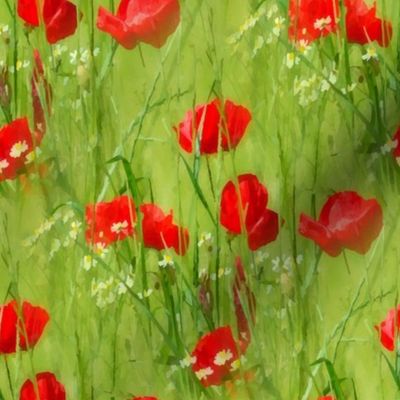 Real Red Poppies Medium