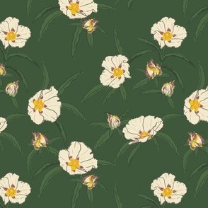 Rockrose MEDIUM - green 6x6