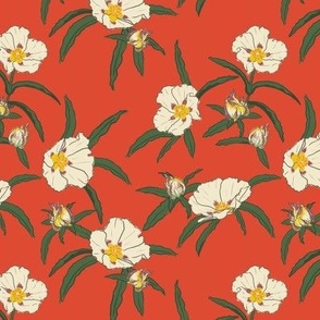 Rockrose MEDIUM - red 6x6