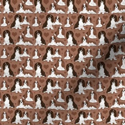 Cavalier King Charles Spaniel on brown 2x2