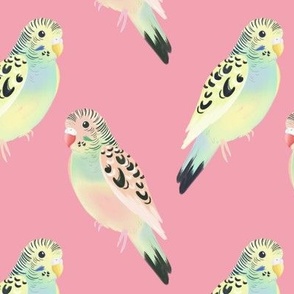 Summer Parakeets