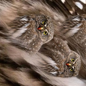 Owls One Yard Wonder