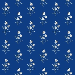 Edelweiss with Blue Background