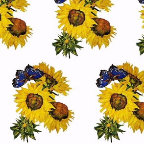 102b.  MEDIUM 
Blue Butterfly and Sunflowers on White