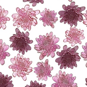Chrysanthemums in Pink