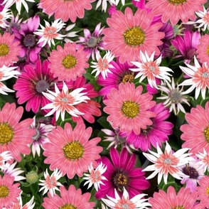 Floral Pink - Large