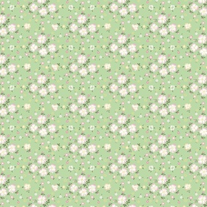 Rosa- pale green