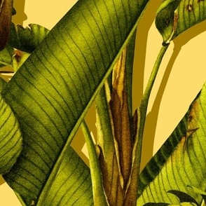 Strelitzia palm jungle/yellow light/large