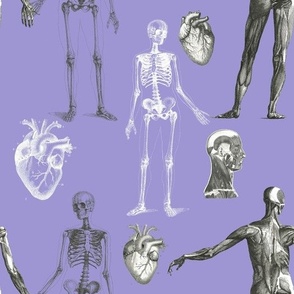 ANATOMY and physiology in purple