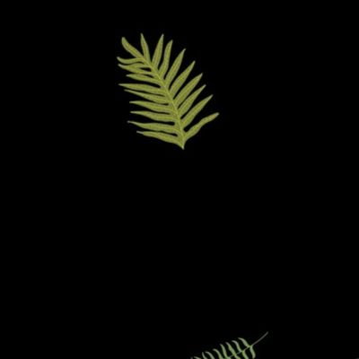 2 inch Hawaiian Ferns on black