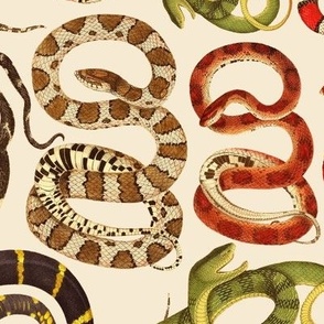 snakes medium