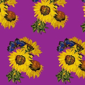 104b. MEDIUM Blue Butterfly & Sunflowers on Magenta 