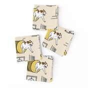 Simple white Staffordshire Bull Terrier agility dogs - tan