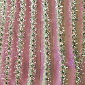 Saguaro - Blush
