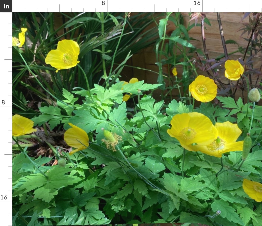 Yellow Poppies