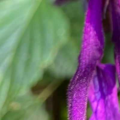 Purple Salvia