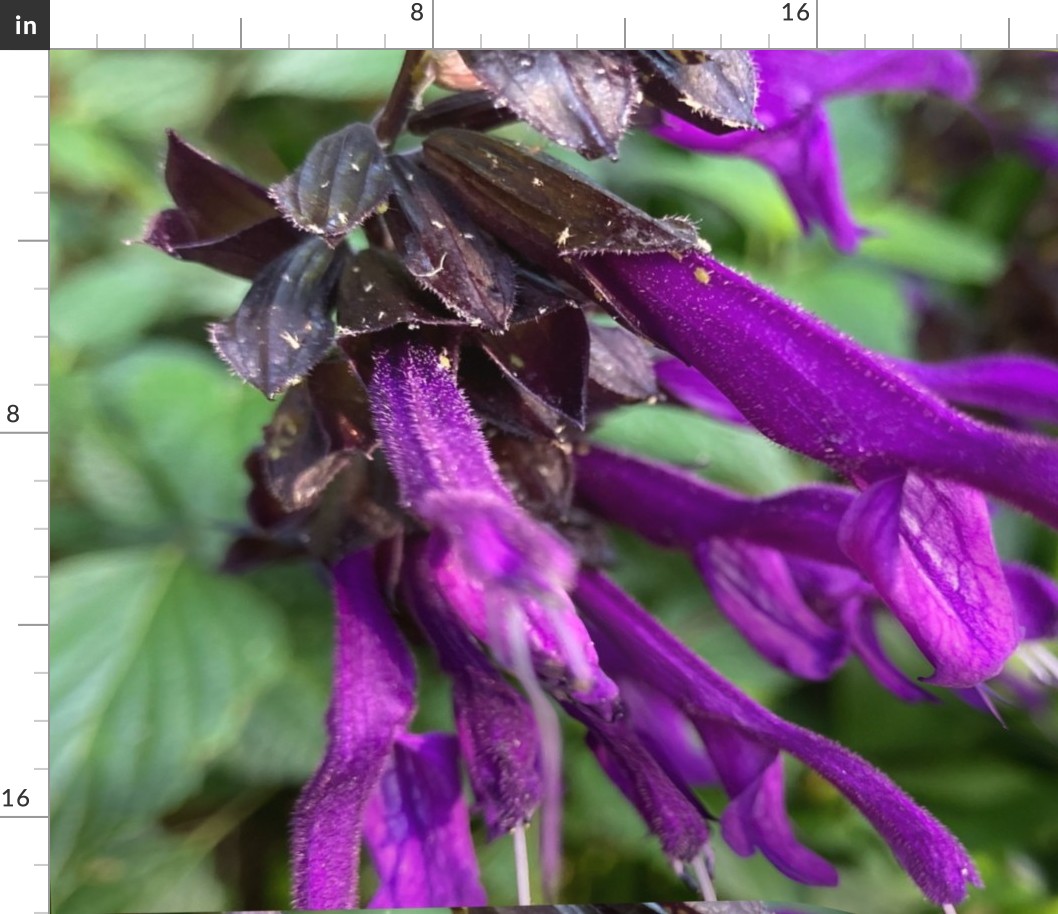 Purple Salvia