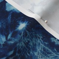 Cyanotype Nature Printing #2