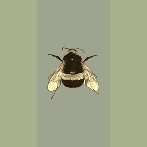 Bumble Bee Stripe Sage Green