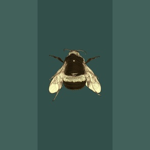 Bumble Bee Stripe Teal